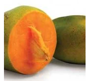 Bibit Mangga Namdokmaimun