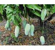 Bibit Mangga Kiosawaey