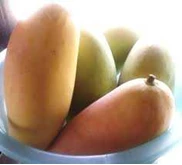 Bibit Mangga Mahathir