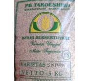Benih Padi Unggul Sintanur Aromatik Wangi
