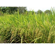 Benih Padi Hibrida Mapan 05
