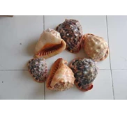Kerang Bibir Merah
