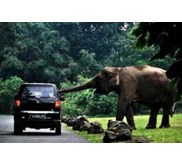 TRAVEL SUKABUMI TAMAN SAFARI | TLP: 085659226223 | TOUR TAMAN SAFARI DARI SUKABUMI | PAKET WISATA SUKABUMI TAMAN SAFARI | AGEN TIKET MURAH TAMAN SAFARI | HARGA TOUR SUKABUMI TAMAN SAFARI | TOUR DARI SUKABUMI KE TAMAN SAFARI | PAKET DARI SUKABUMI KE TAMAN 