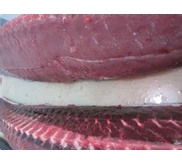 Ikan Tuna