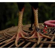 Edisi Muda Perdana! ! ! Ayam Bangkok Pukul Depan Muda Super Pakhoy FCM 008 - SOLD OUT