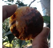 Batu Akik Badar Lumut Langka