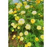 BUNGA KENIKIR ~ Cosmos Caudatus ~ Indonesian KENIKIR ~ DAUN KENIKIR ~ Kenikir ~ Curing ~ Cosmos Caudatus * * SMS= + 6281-32622-0589 * * SMS= + 6281-901-389-117 * * SMS= + 62858-7638-9979 * * Nurida479@ yahoo.com