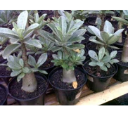Seedling Usia 6 - 9 Bulan