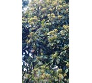 Sell clove seeds from Tana toraja  Indonesia