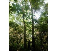 POHON KAYU JATI SIAP TEBANG