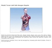 Model Torso Laki-Laki