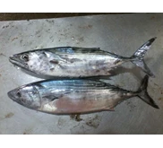 Ikan TongkoL Aluran