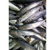 ikan layang 