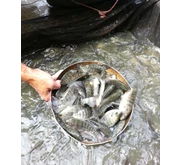 Benih Ikan Nila Nirwana 3