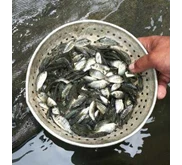 Benih Ikan Nila