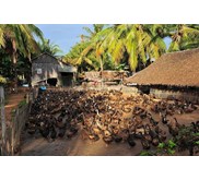 SUPPLIER BEBEK PETELUR DAN POTONG BERBAGAI USIA DAN BOBOT MEDAN