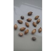  JUAL BIJI PALM PUTRI
