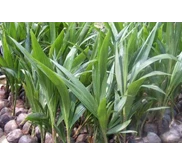 Bibit Kelapa Pandan Wangi F1 original Thailand
