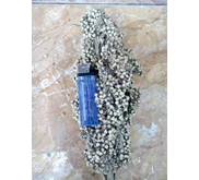 Sorghum Sorgum