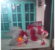 L-409, Lampion Karakter IKAN