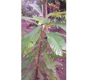 Mamey Sapote