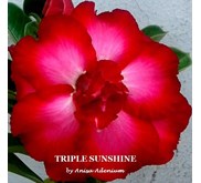 Triple Sunshine