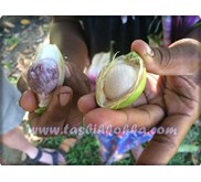 Buah Pinang Segar / Basah
