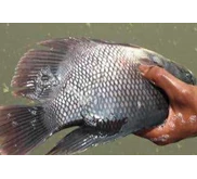 Ikan gurame segar