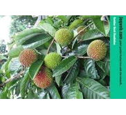 Rambutan Rafiah