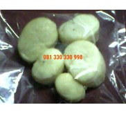 Scallop Kerang Kampak Surabaya