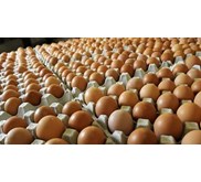 Telur Ayam