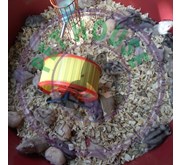 Peternak Hamster