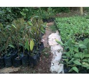 Bibit Pisang Kultur Jaringan