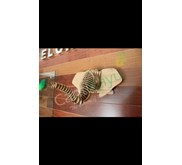 Medium Elephant Head/Kepala Gajah Medium 