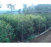 Bibit Cengkeh