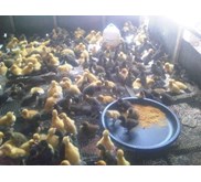 dod bebek hibrida