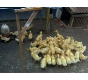 dod bebek peking f1