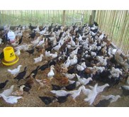 ayam kampung super dan asli