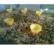 Dod Bebek Lokal Petelur