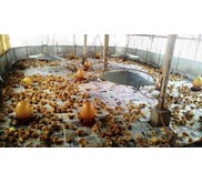 Doc Ayam Petelur