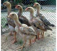 Doc Ayam Philipin Asli