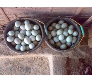 Telur Asin Masir