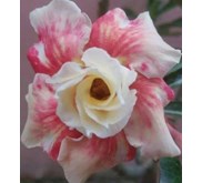 Golden Rose