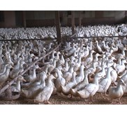 bebek itik peking potong Makassar Sulawesi Selatan