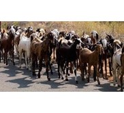 kambing makassar luwu timur sulawesi selatan