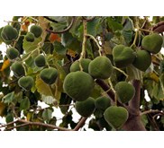 Sell Candlenut from Tana toraja South Sulawesi Province Indonesia