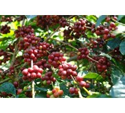 Sell Arabica Coffee Bean from Tana toraja Indonesia