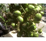 Bibit Tanaman Buah : Matoa