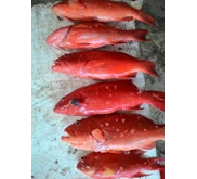 Ikan Laut                                                