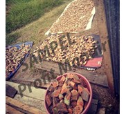 KAYU BAJAKAH POTONG MIRING